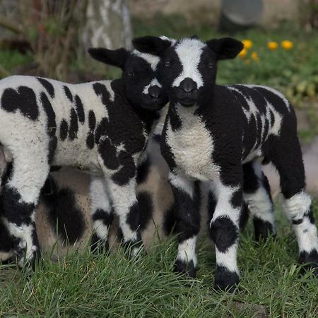 De Lage Polder Daire Linschoten Dış mekan fotoğraf